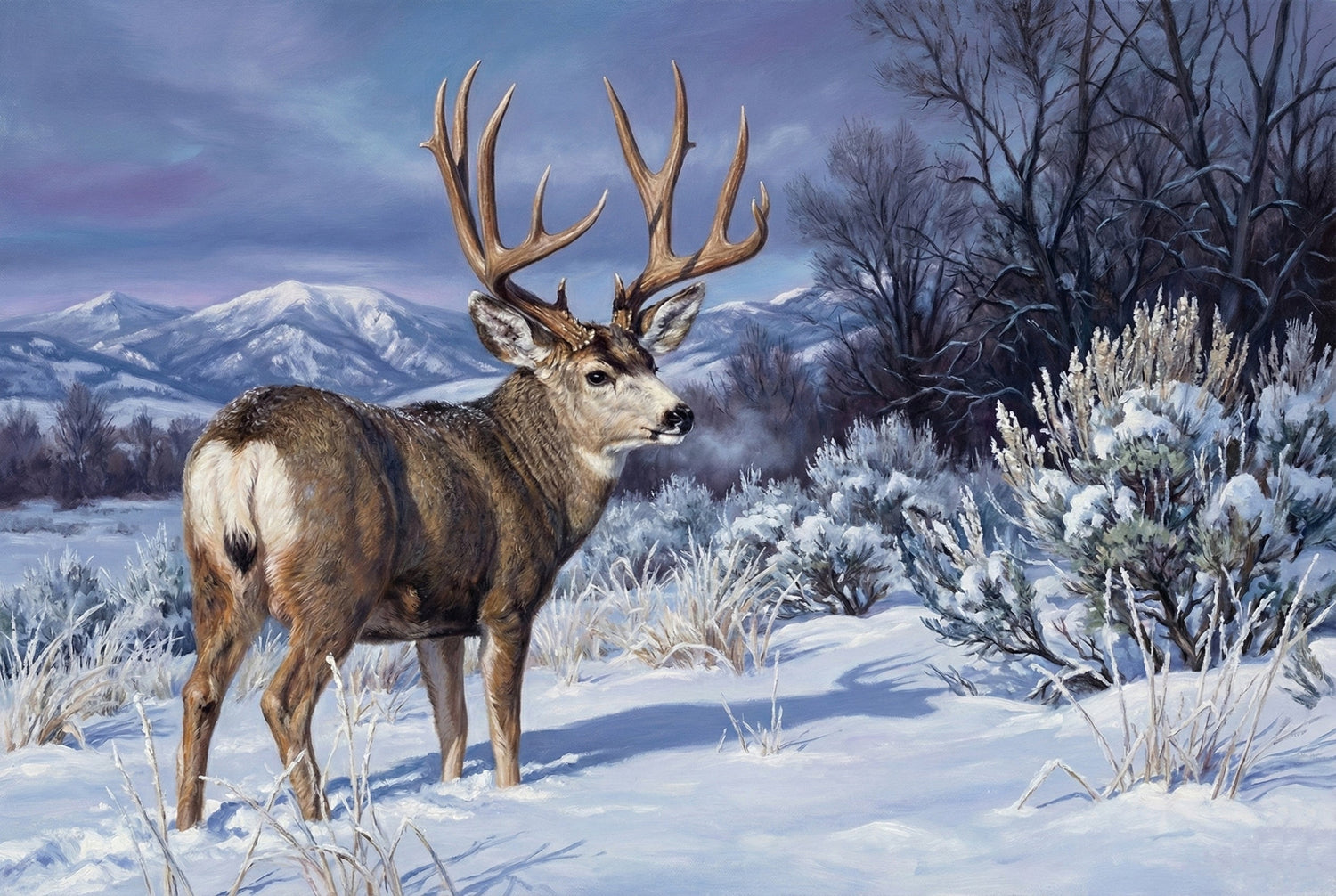 Mule Deer