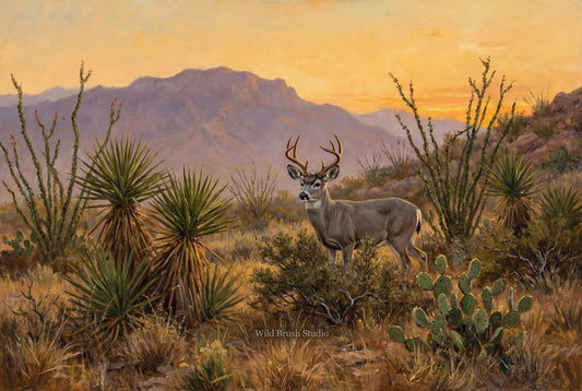Coues Deer