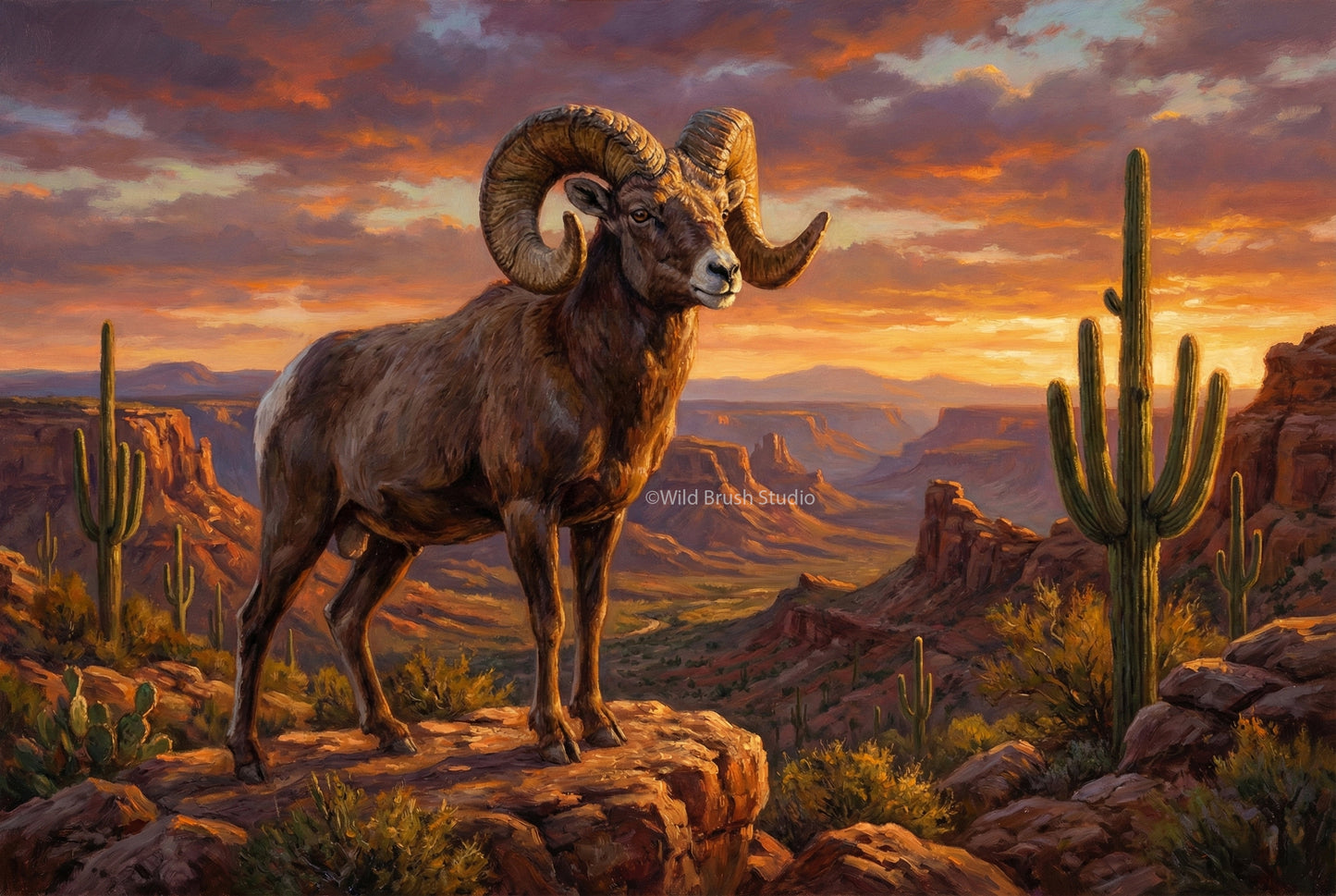 Desert Big Horn Sheep