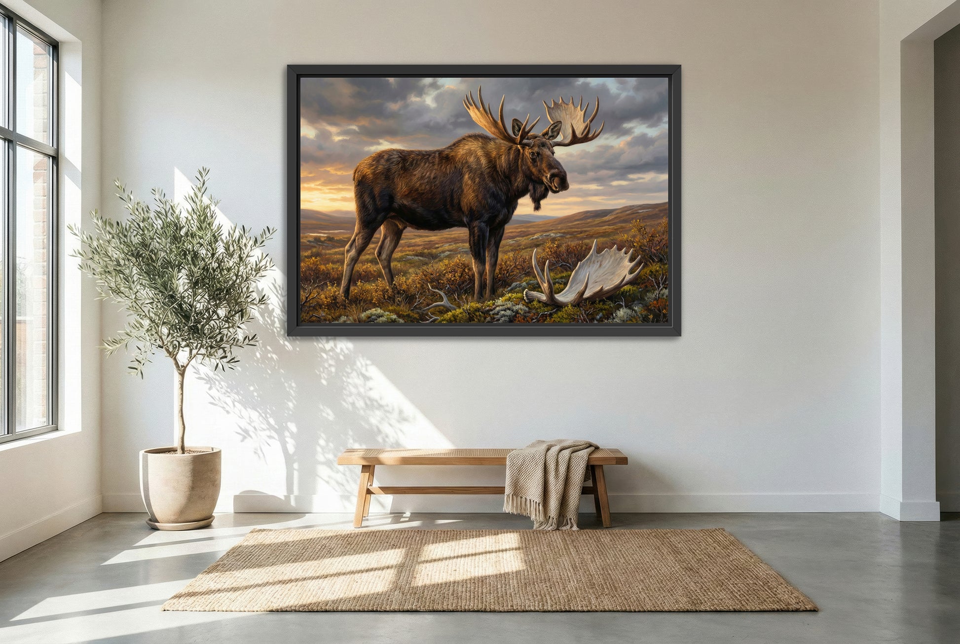 black floating framed canvas print featuring an alaskan moose in the tundra