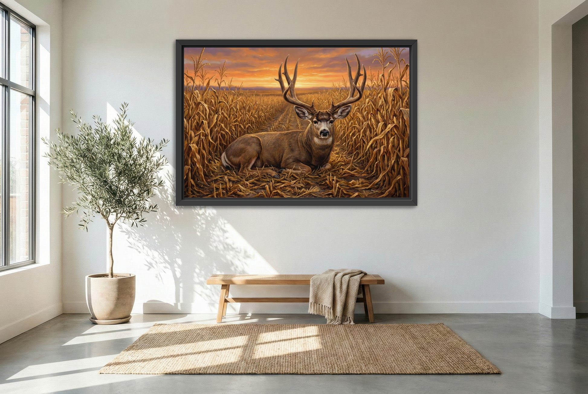 black floating framed canvas print featuring a big mule deer buck bedded in the corn field