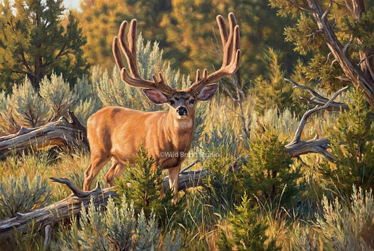 double dragon giant typical paunsaugunt plateau utah mule deer oil painting paper art print