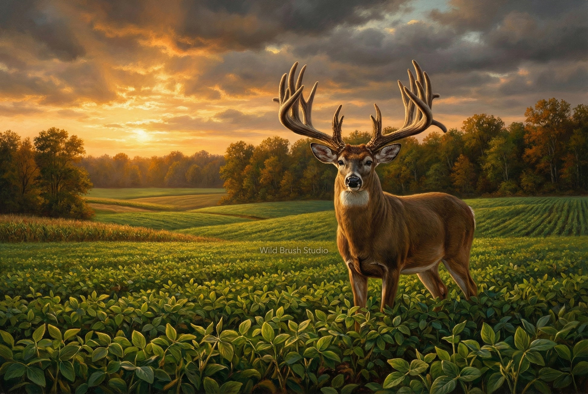 early season giant whitetail buck in a bean field oil painting paper art print