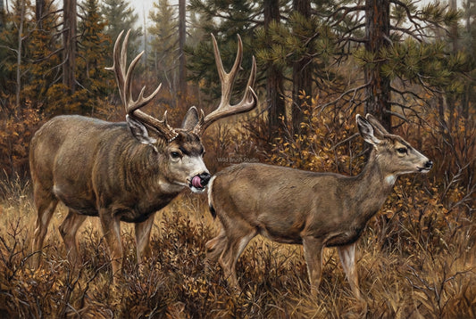 hot on her tail the mule deer rut oil painting paper art print