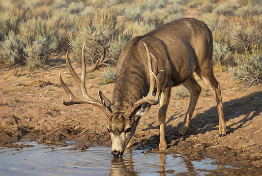mule deer buck up close at the water hole oil painting paper art print