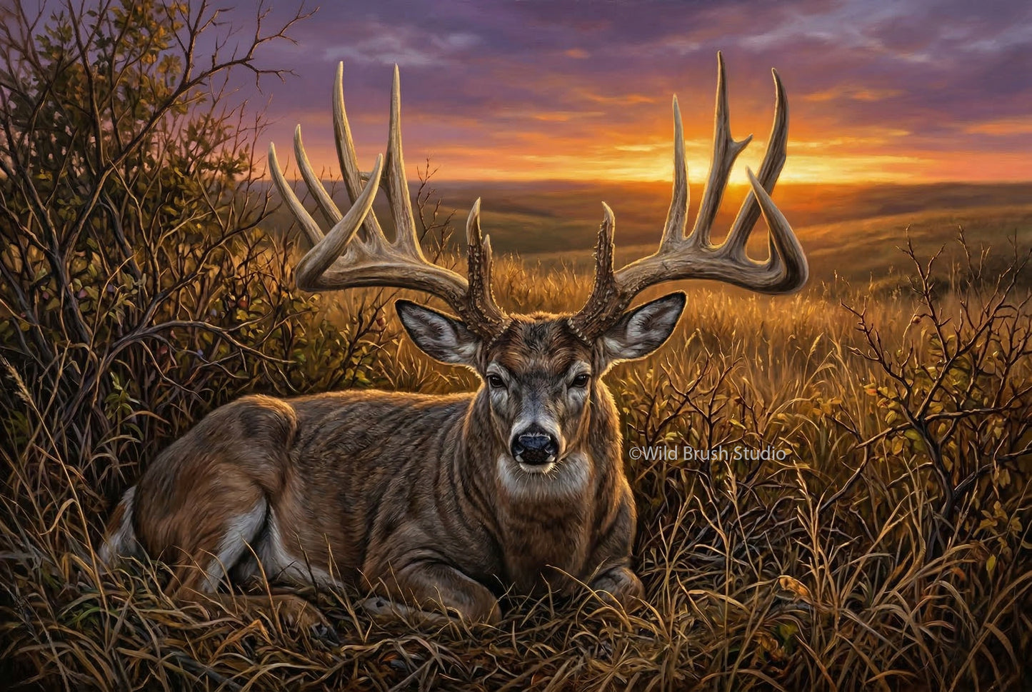 the famous general nebraska whitetail buck bedded oil painting paper art print