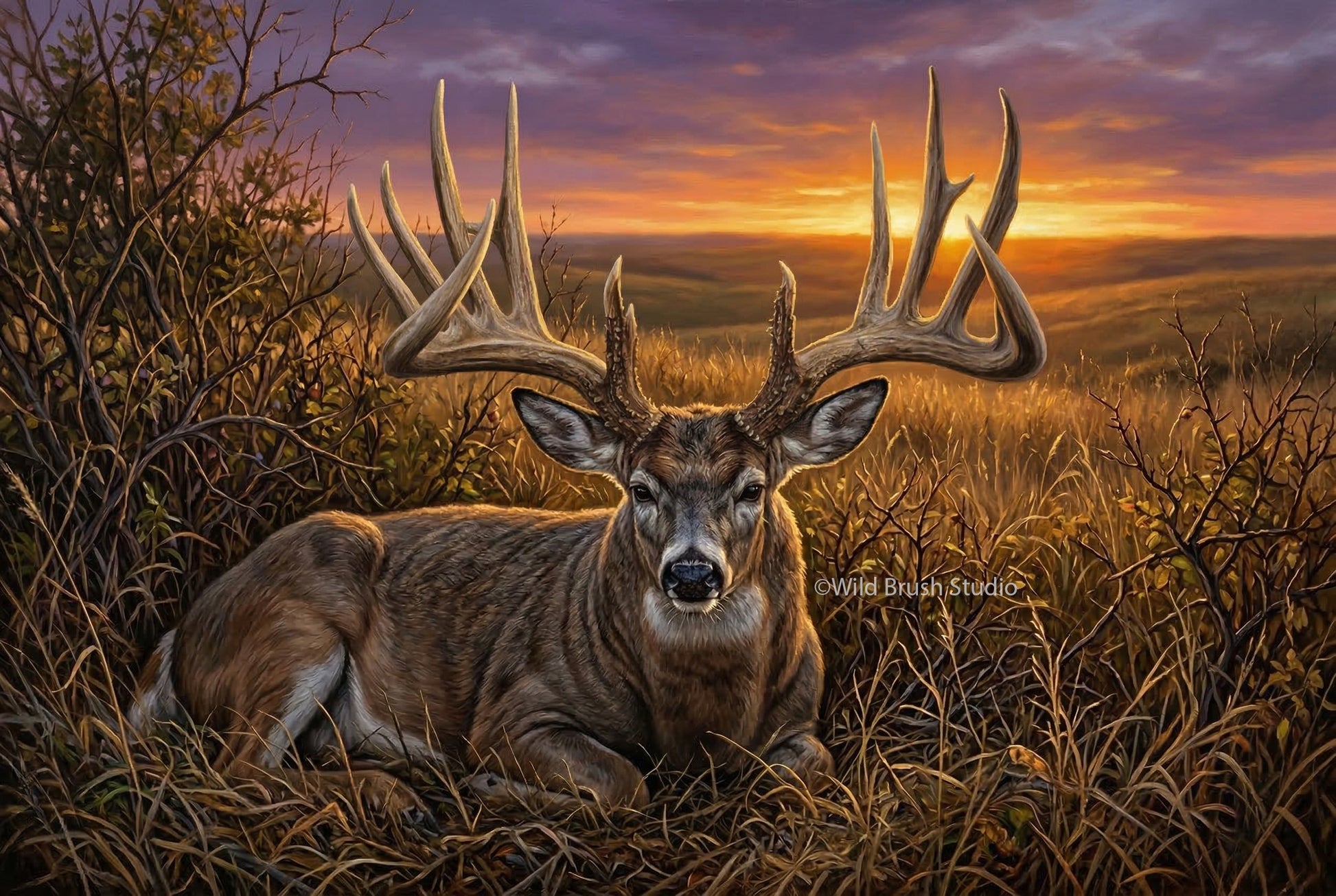 the famous general nebraska whitetail buck bedded oil painting paper art print