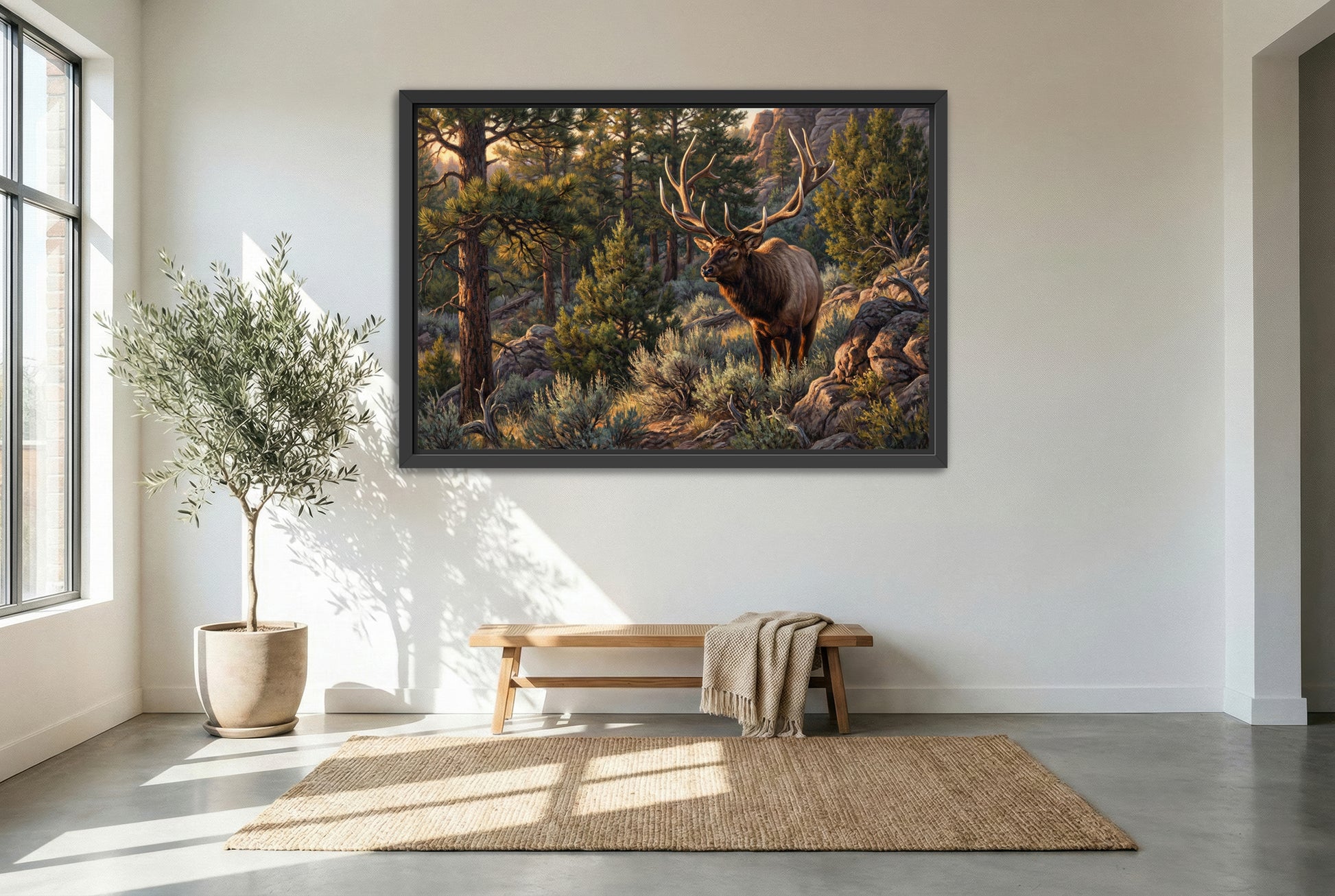 black floating framed canvas print featuring the grandpa bull elk by nick franklin