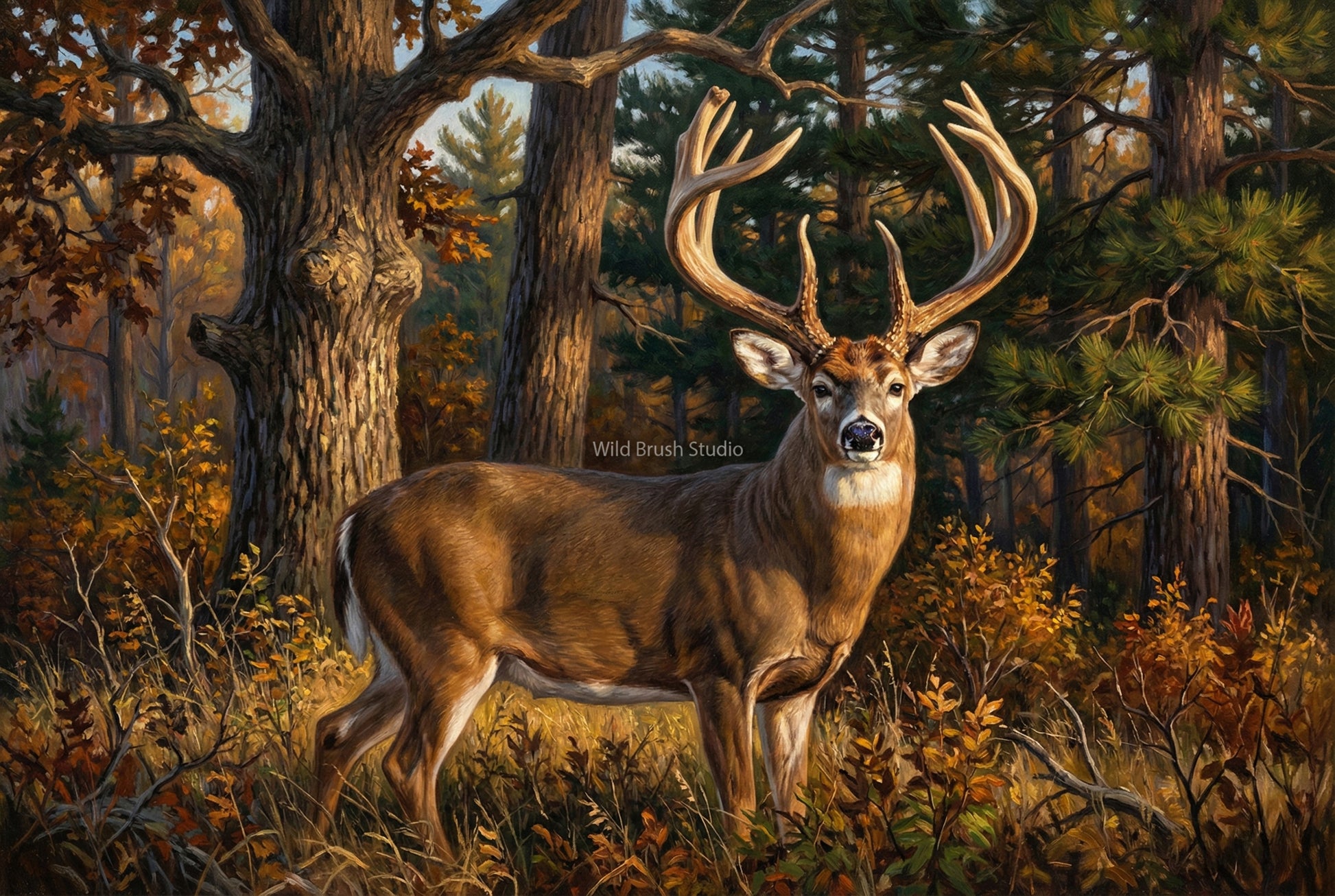 the Jordan whitetail buck Wisconsin oil painting paper art print