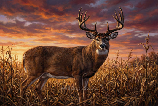 up close whitetail buck in cut cornfields at sunset oil painting paper art print