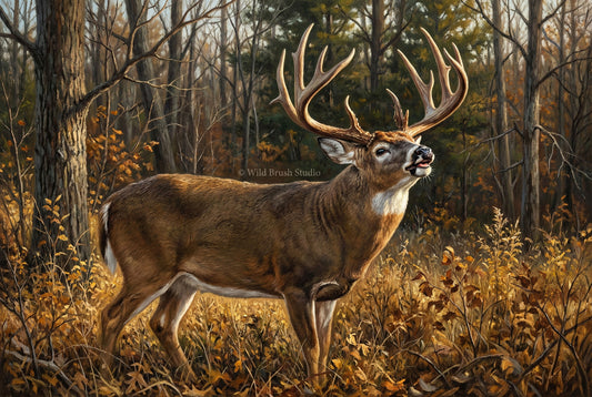 whitetail buck lip curl checking for scent oil painting paper art print